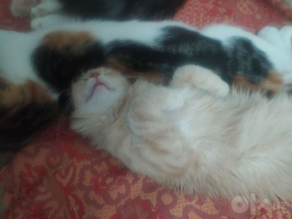 Котята даром. Спасите котят!