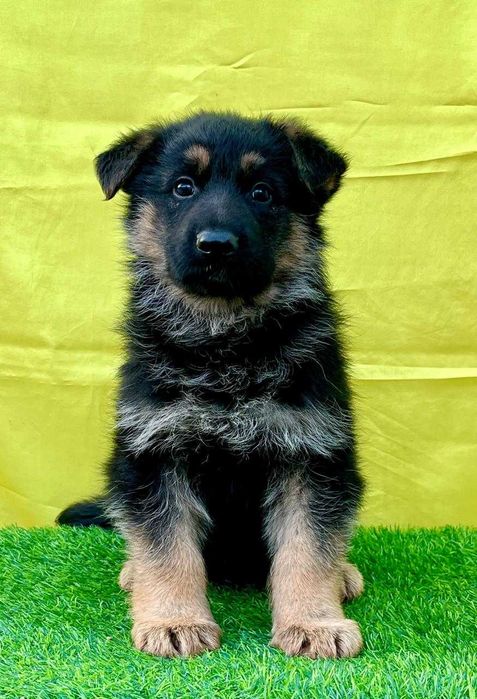 Щенок Немецкой Овчарки  . С документами. Кобель.