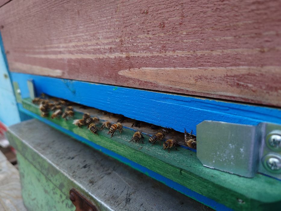 Мёд Восточно Казахстанский