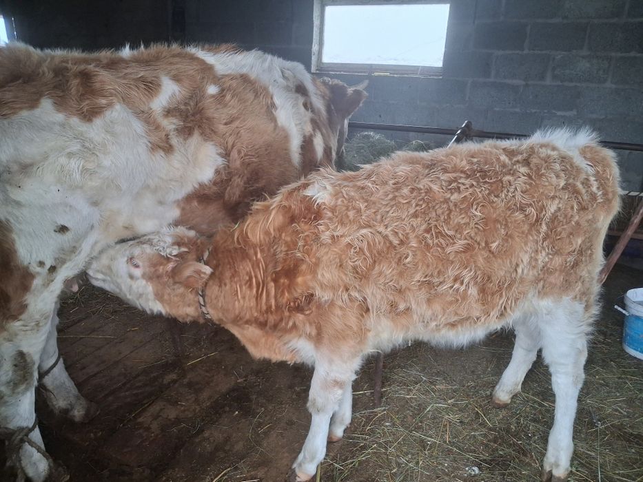 Продам телёнка подсос