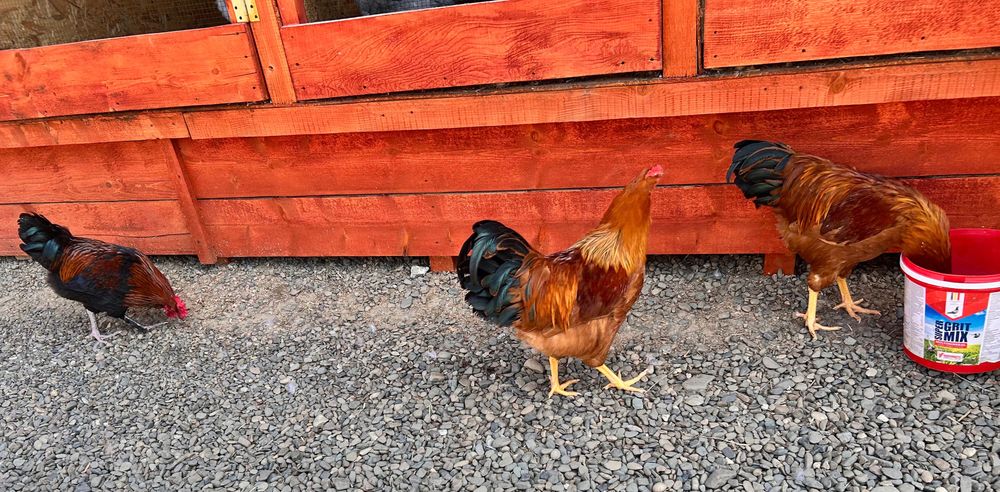 Cocoși New Hampshire și Marans