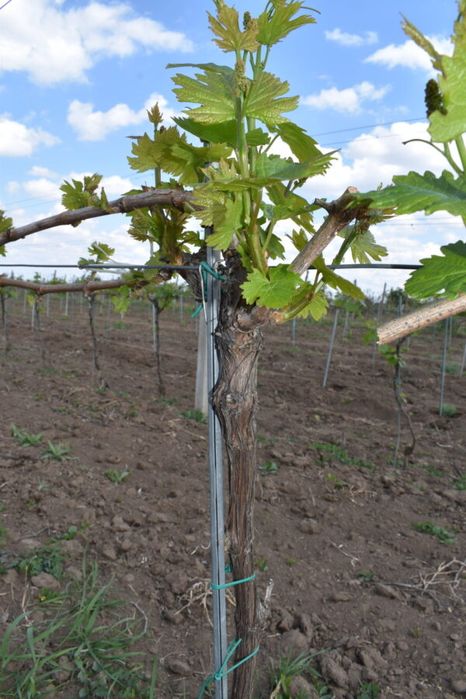 Butasi vita de vie 1-2-3!!