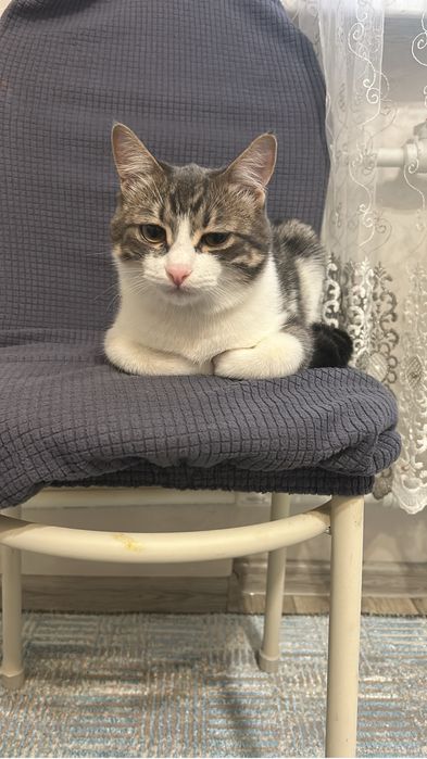 Отдам котенка в добрые руки