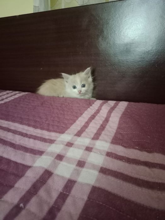 Отдам в добрые руки
