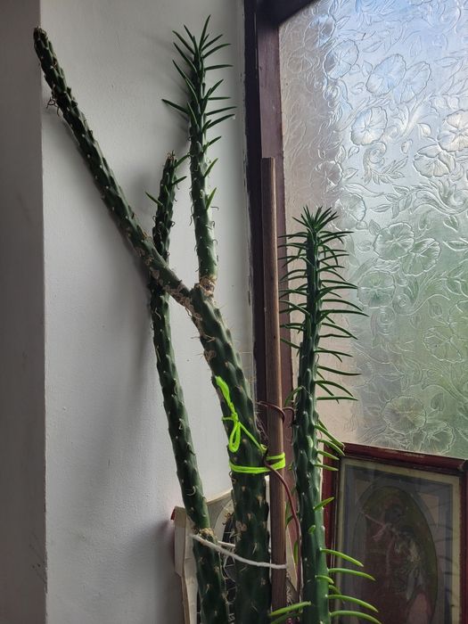 Cactuși inalti spectaculosi