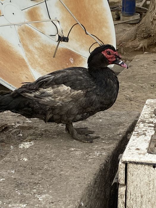 Мускусные утки (индоутки )