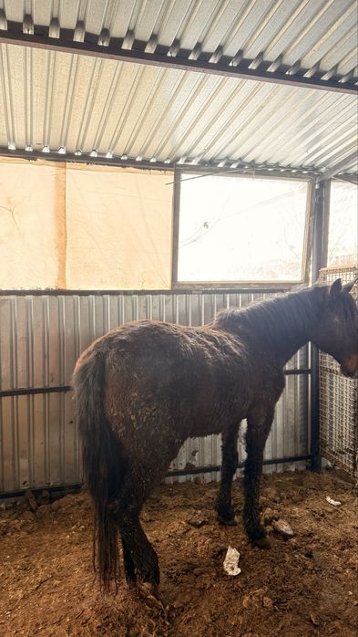 Семіз жылқылар сатылады тай кунан