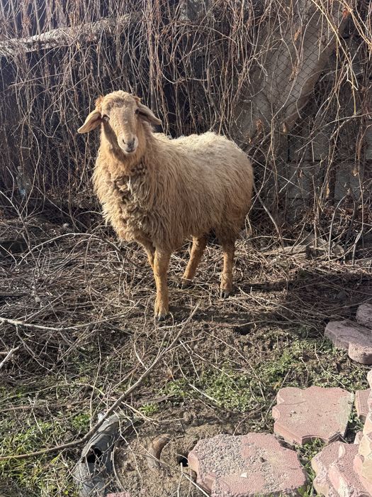 тоқтылар сатылады