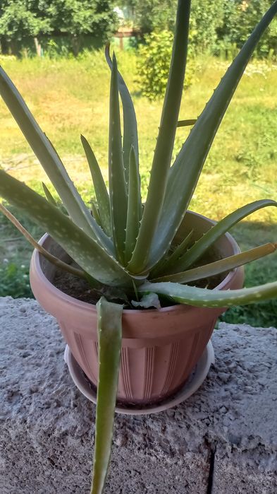 Алоэ  Вера лечебный