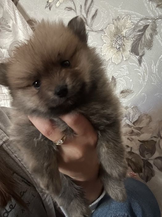 Померанский шпиц