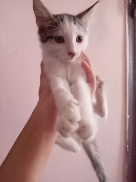 Rus porno meni sikish baqirib