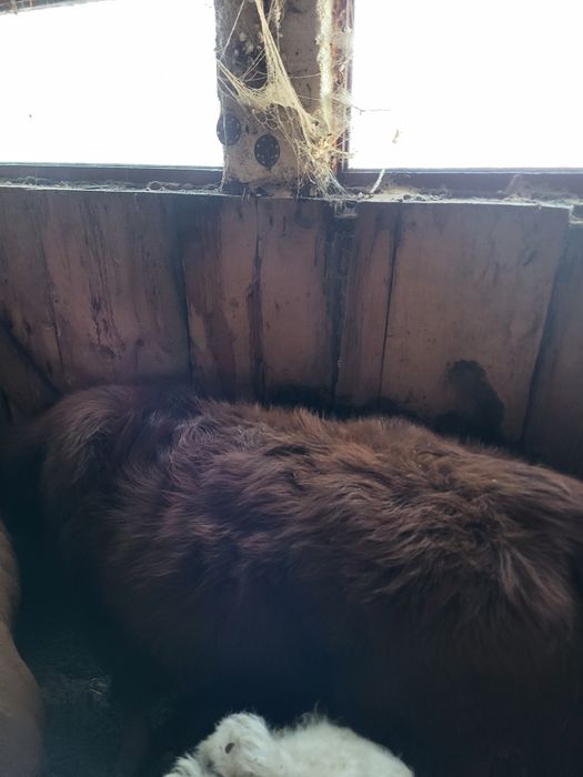 Tauras angus in jur de 200 kg