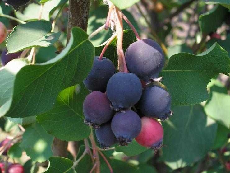 Ирга ягоды жидектер тегін жеткізу смородина қарақат