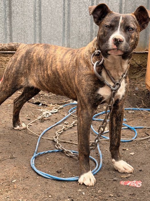 Американский Стаффорд, питбультрер.