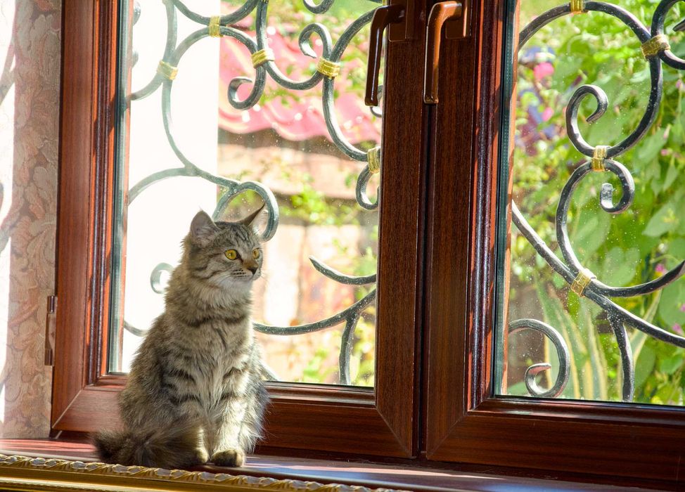 Пристраивается кошечка,пол года,в хорошие руки,очень пушистая..