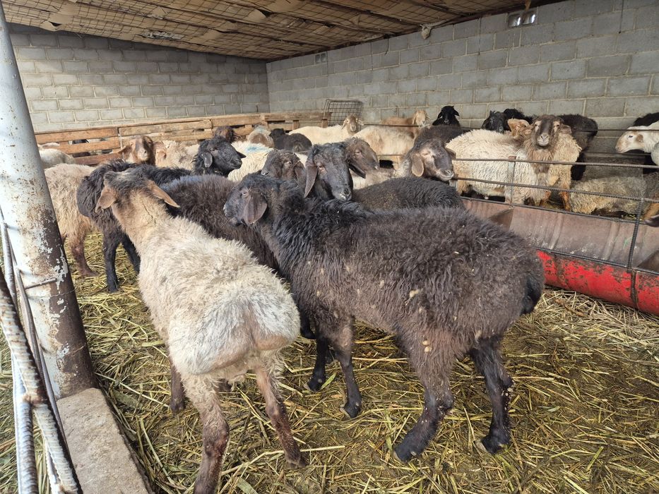 Бордақыланған тоқтылар