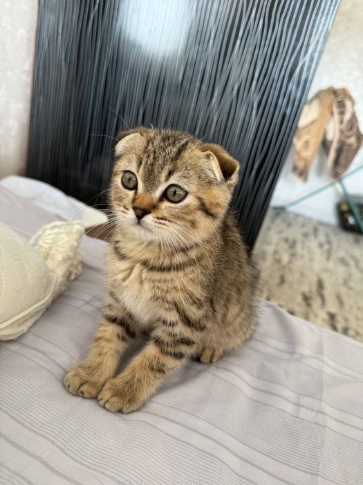 Sotiladi zotor 2 oylik