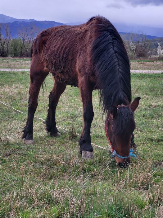 3 caii de vanzare la pachet