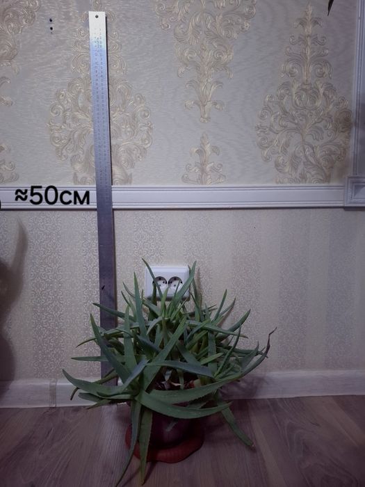 Алоэ настоящее (Aloe vera).