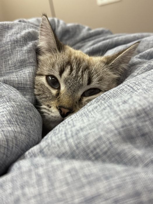 Породистая Кошка