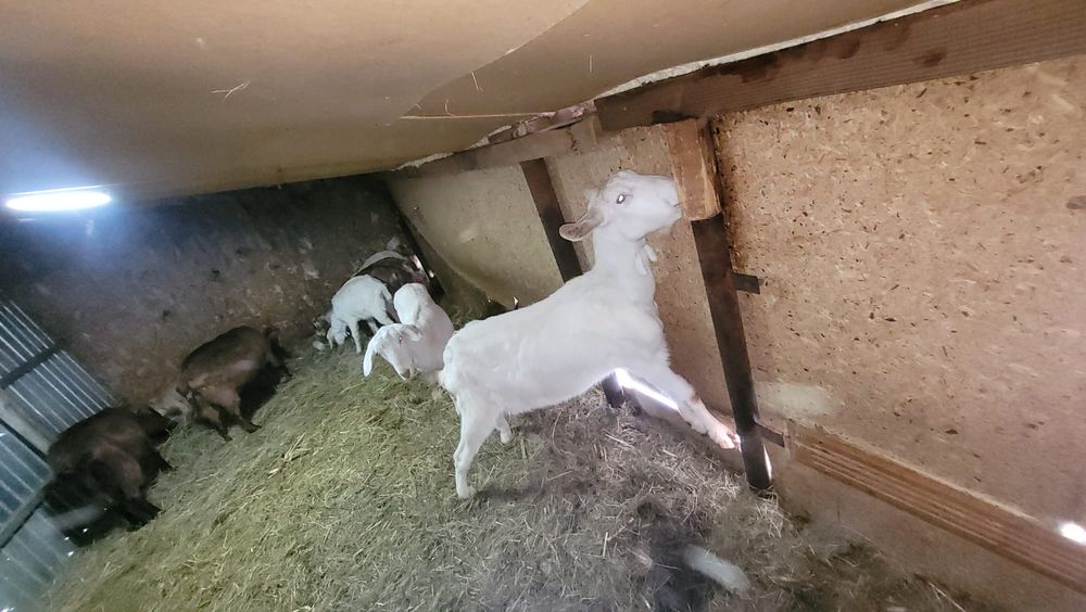 Capra mamă și fiică gestante