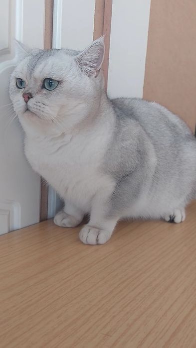 1.5  йош британский серебристая шиншилла