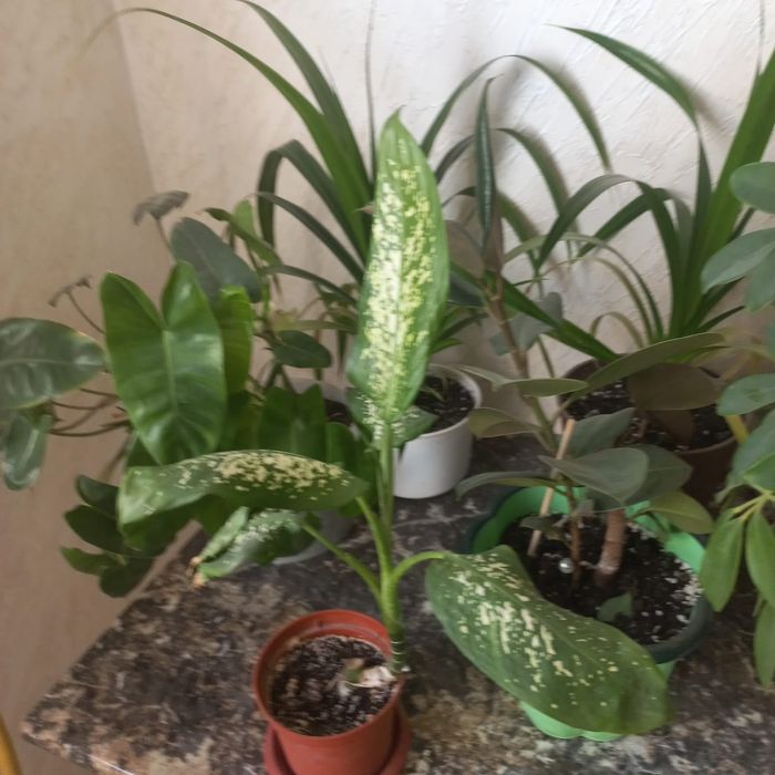 Продается комнатные цветы, бөлме гүлдері сатылады.