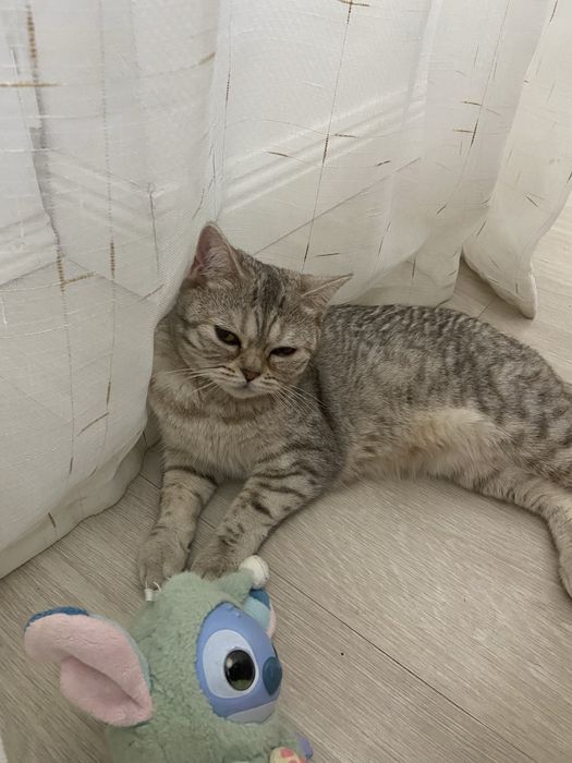 Кошка отдам даром