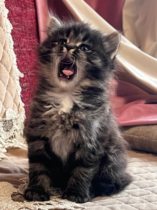 Сибирские котята