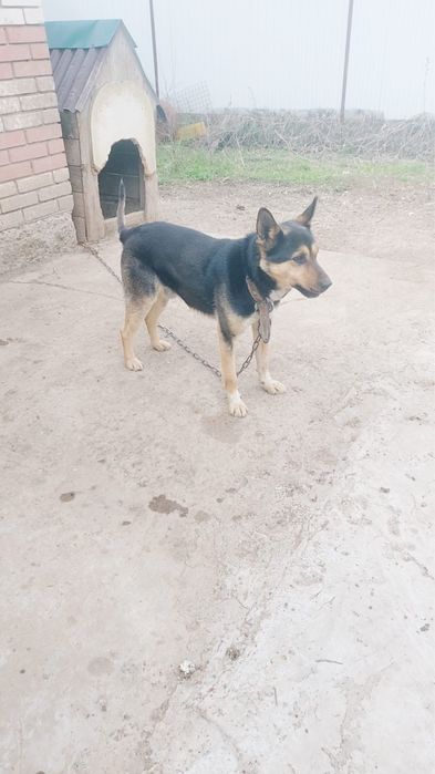Полукровка собака (кобель) в добрые руки