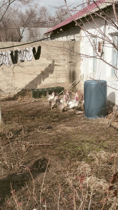 Инкубационное яйцо