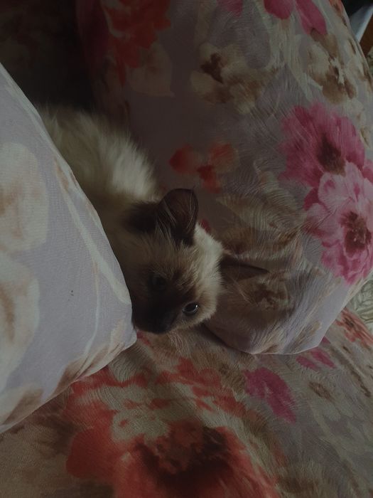 Кошка хорошая мяу