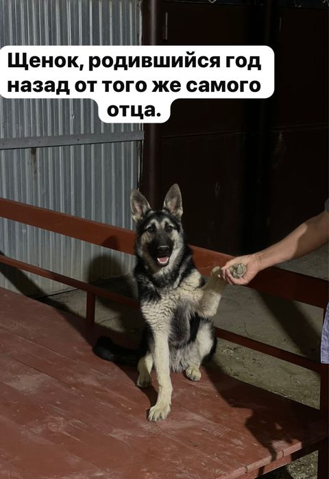 Восточноевропейская овчарка