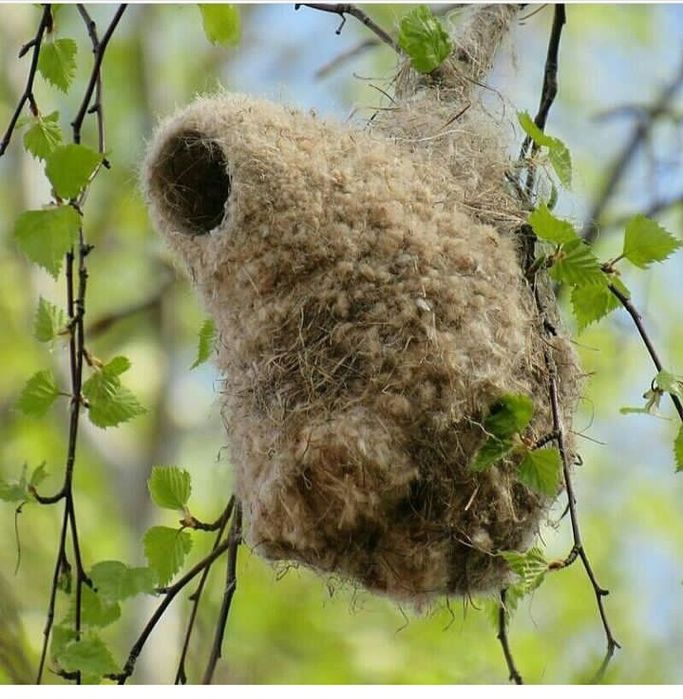 Куркултай уясы бедеуликке таптырмас ем