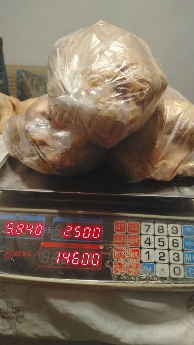 Продам кур домашние