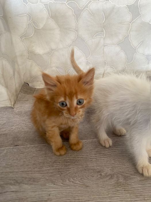 Отдам котят в хорошие и ДОБРЫЕ руки!!
