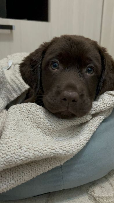 Собака Лабрадор-ретривер.