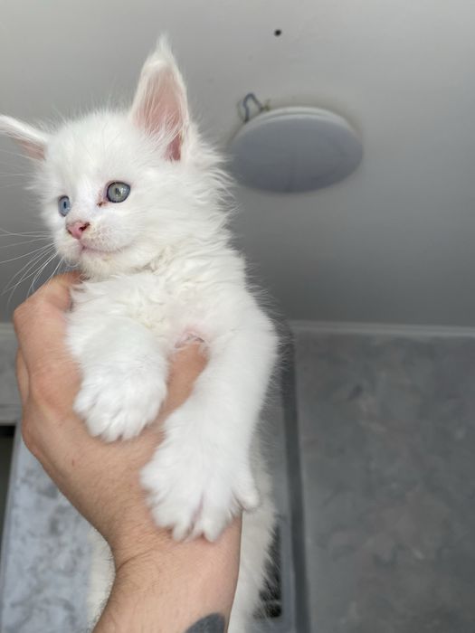 Продам котенка мейн кун