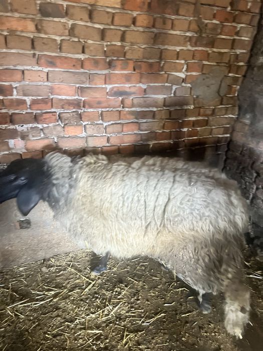 Коч порода Плевенска Черноглава