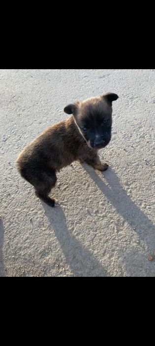 Отдам щенят в хорошие руки