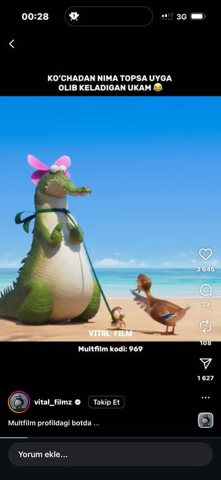 Mushuk sotiladi sog’lom zoti British chinchilla qiz bola 7 oylik