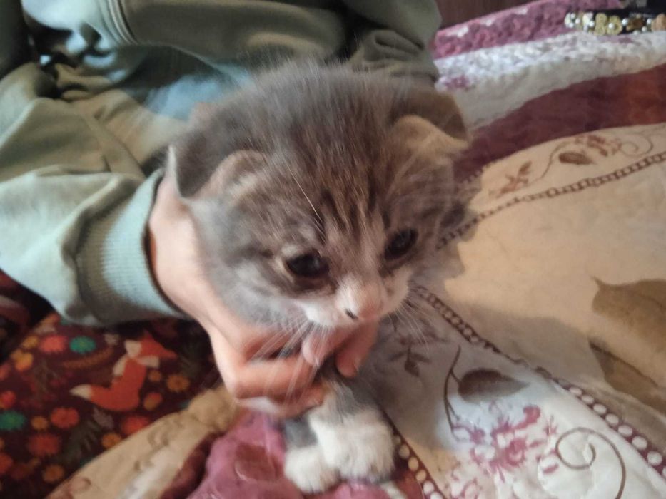 Отдадим в добрые руки двух котят