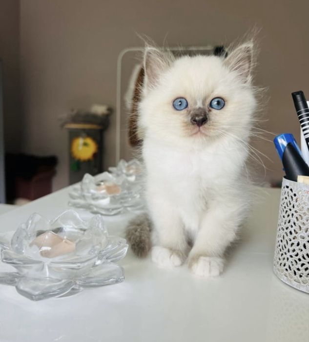 Ragdoll puiut femela