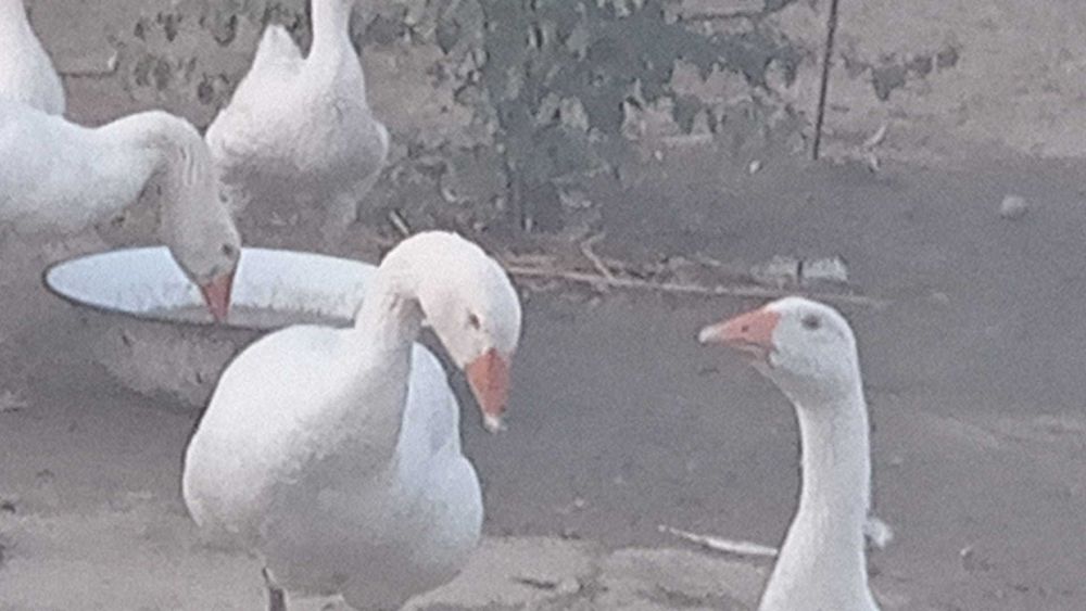 Vand Gaste crescute natural,Belciugatele 20 Km distanta de Bucuresti