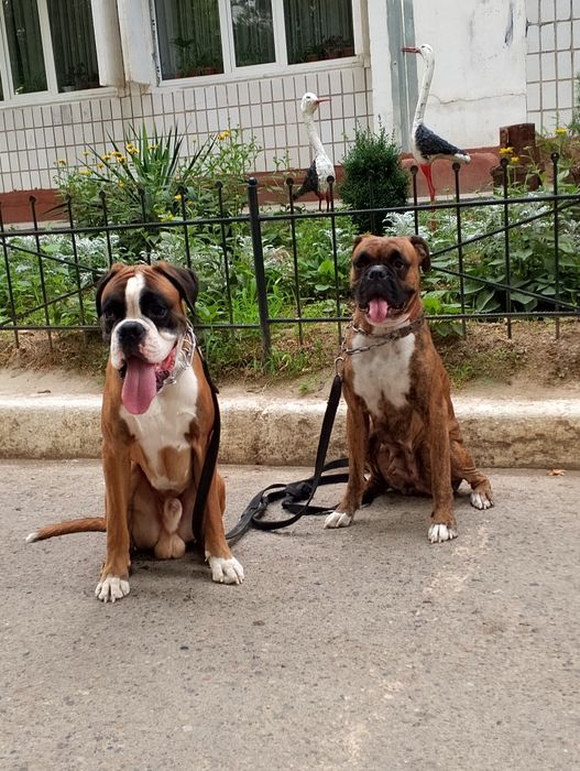 Продаются щенки немецкого боксёра