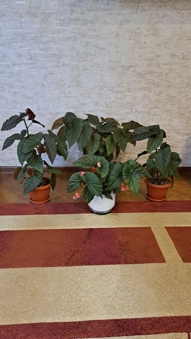 Комнатные  цветы