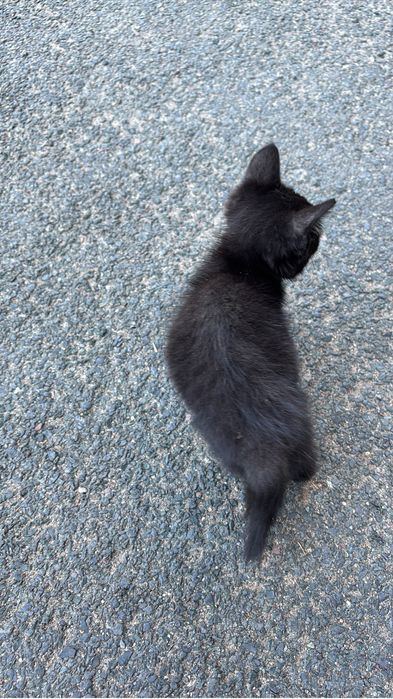 Выкинули котенка