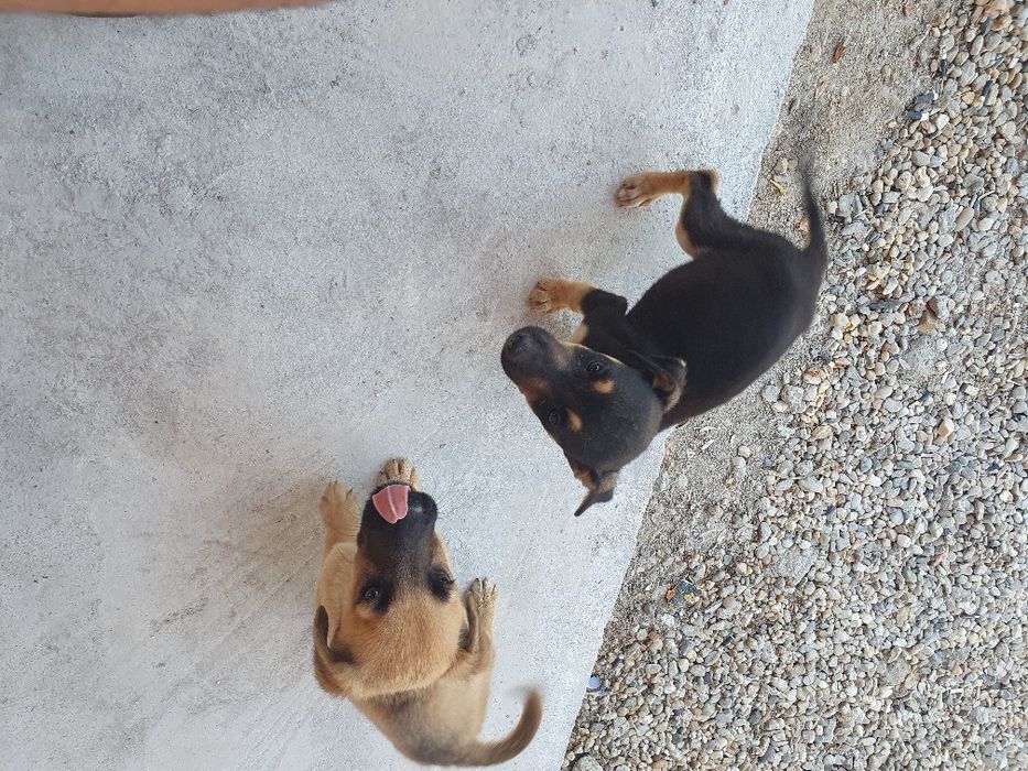 Donez metis jagd terrier