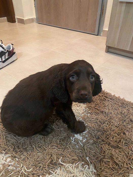 Продавам Кокер Шпанъол с Лагото