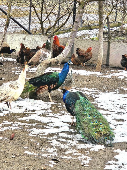 Vand sau schimb Pauni si femele maturi! Si familii Wiandotte
